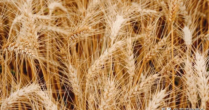 新麦快来了，价格却还在涨，谁在抢最后的优质麦？