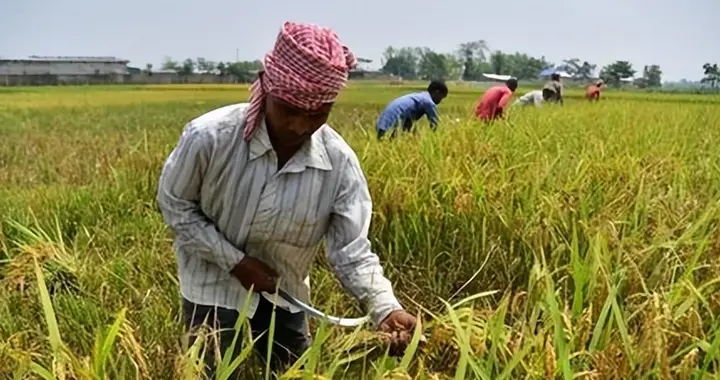 解气！印度曾坑惨小米vivo，如今尿素断供，低头求中国帮忙