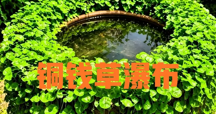 广州一阿姨，因“铜钱草圆瀑布太美”走红，网友：真会玩！