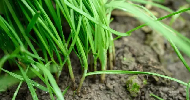 【隔夜做熟韭菜和炒熟白荣不能吃——健康警示]