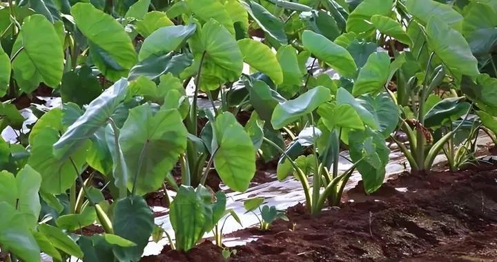 种芋头的最佳时间，由这三个因素决定，最关键的就是气候