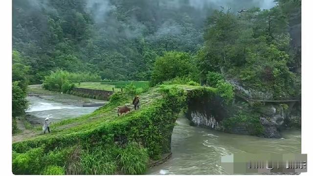 乖巧奶茶：谁家的孩子谁心疼， 亦师亦父的