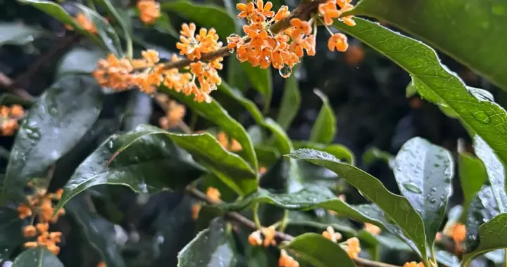 素老三日更十条，背后真有团队？三点说透真相