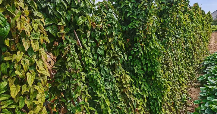 山药窖式庭院栽培技术