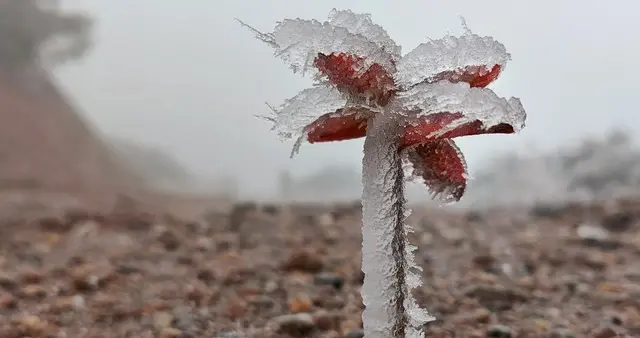 “霜降晴，遍地坟”！今年冬天是冷冬还是暖冬？看霜降这天就知晓