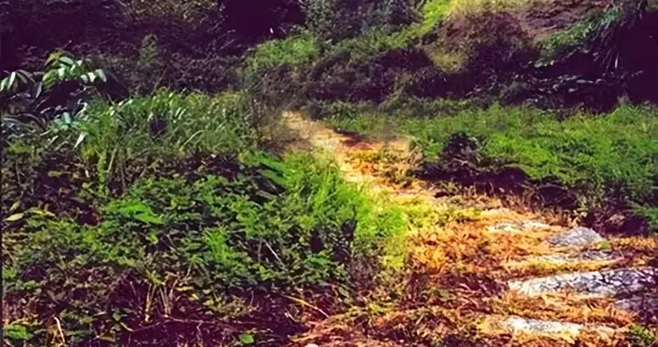 泾青万峻岭古道