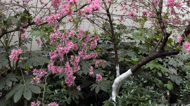 刘不醉：给创作“新人”“法外施恩”！这些