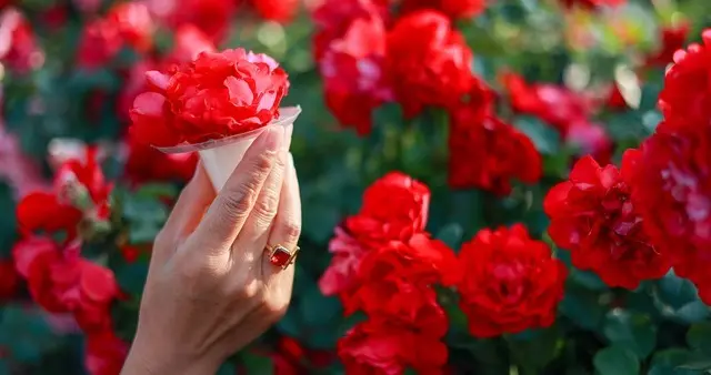 爱情很美，只因相逢有你，相思很醉，只因所念是你