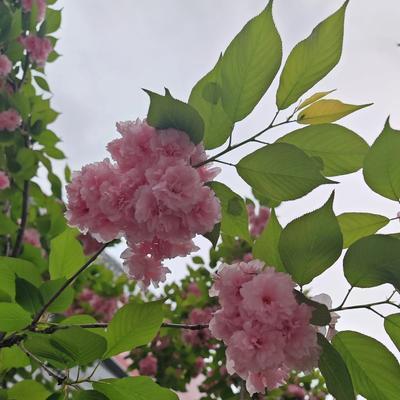 糖果糖心：成都天府新区的某个小公园，打卡