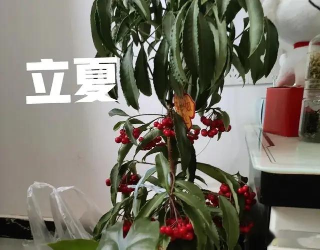 早立夏冷，晚立夏热”！今年到底热不热