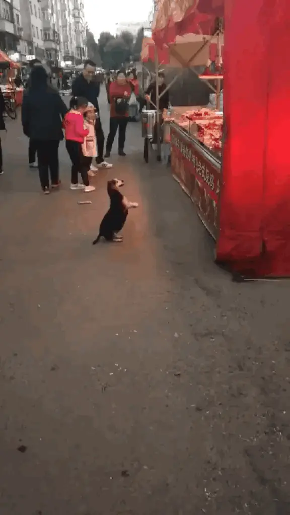 水滴宠物森林：一只怀孕的流浪狗妈妈，为了