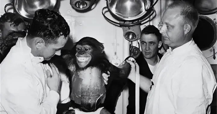 1961年，美国将一只大猩猩送入太空，返回后发现，寿命减少了15年