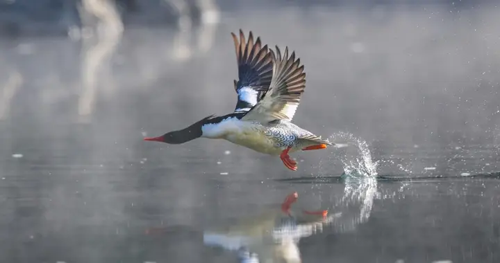 佳能专微双预拍摄+全域追焦 生态摄影从此告别遗憾瞬间