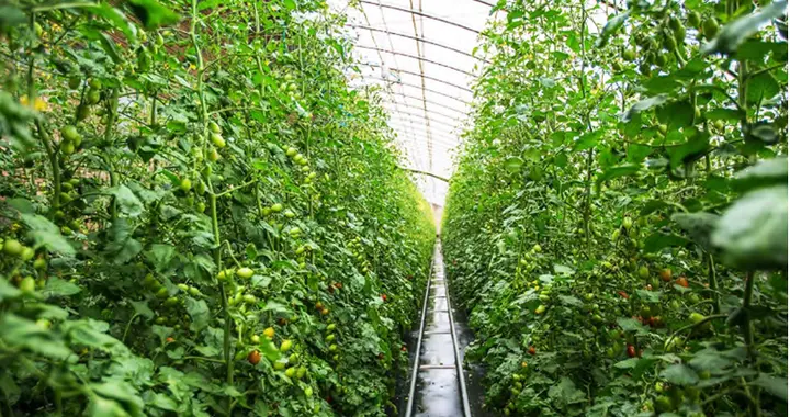 熊蜂授粉加持下的曲靖大棚番茄提质增效栽培技术