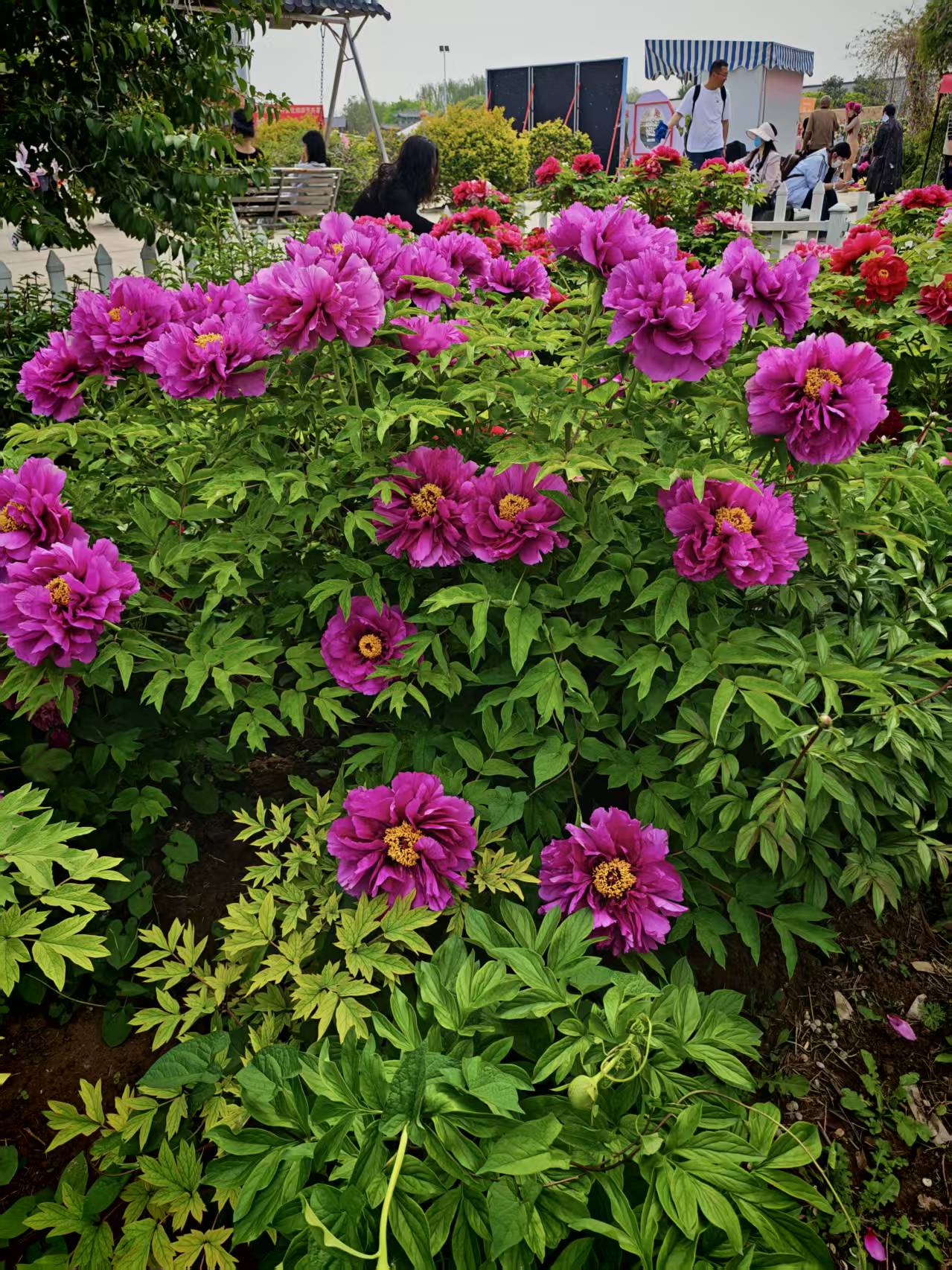 随心所欲的扑克：曹州牡丹真花王  自古牡