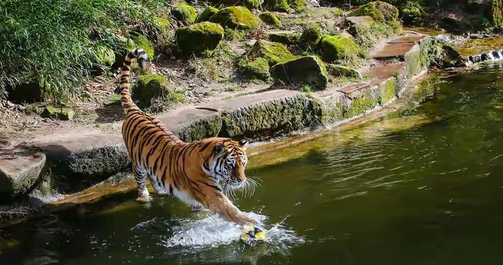 生肖运势-寅虎（12月21日）