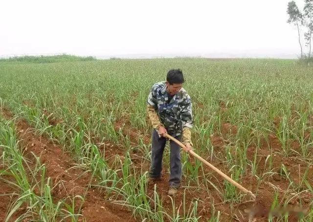 将来肯定出现大量农民不再种地的情况，会发生土地抛荒粮食危机吗