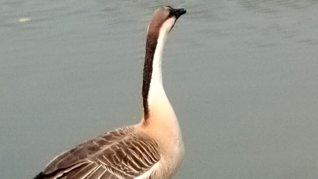 中国散户：奉劝股民：   不管你技术再牛