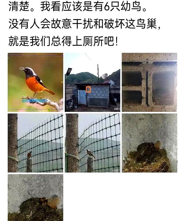 又是一窝，还没完了呀！