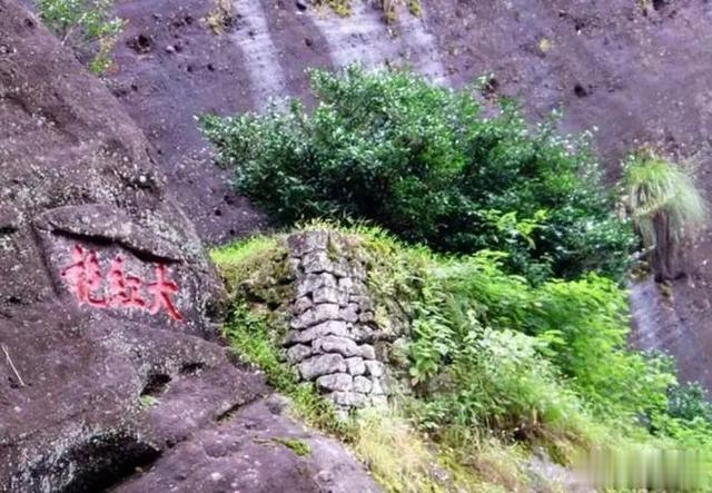 世界上最贵的5种茶叶 第一名你一定猜到了