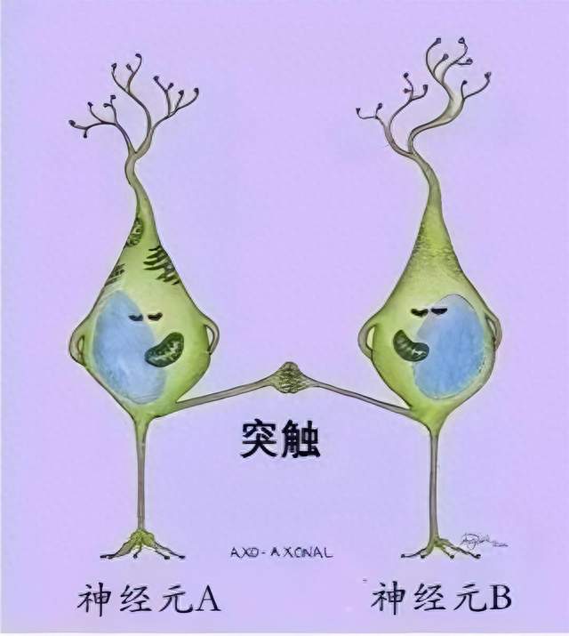 大模型史话3：谢灵顿找到神经元关键连接——突触