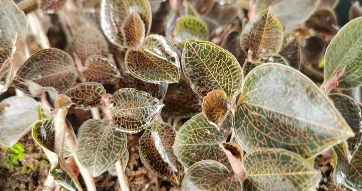 精准把控：林下金线莲种植环境筛选与精细化栽培管理指南