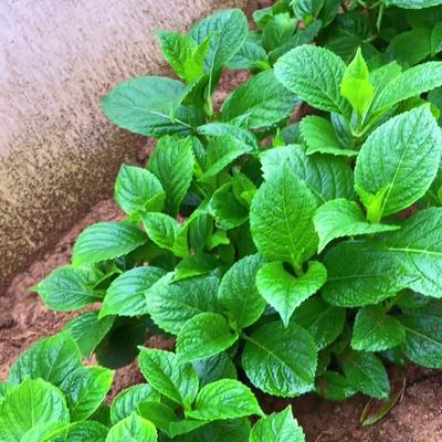 三妹33：小院的花花草草。 百合花出苗了