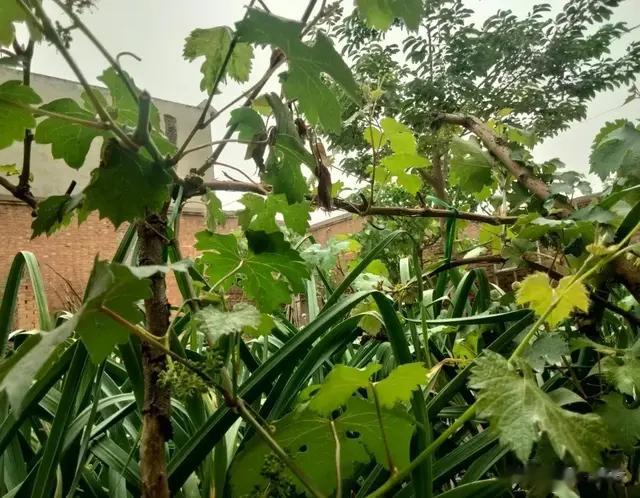 农家小院的变迁