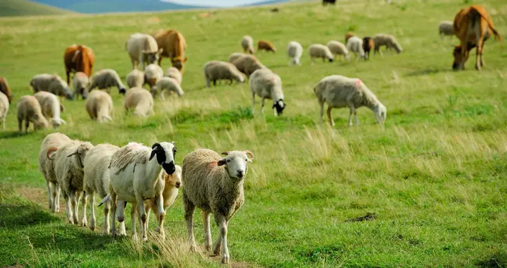 犊牛羔羊价格高位运行，现在买入合适吗？