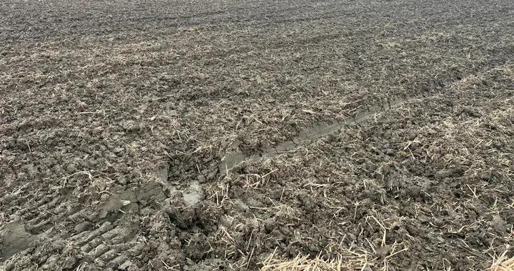 小麦“饴糖现象”