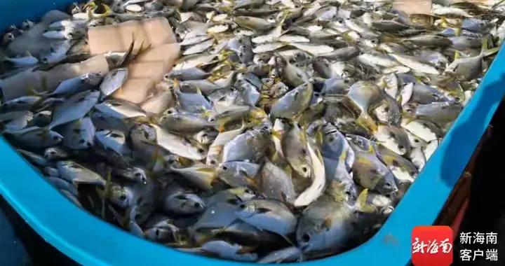 新年“开门红”！首批10万公斤金鲳鱼“游”上百姓餐桌，带来怎样