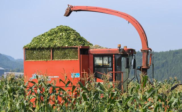 青玉米秸秆喂牛羊