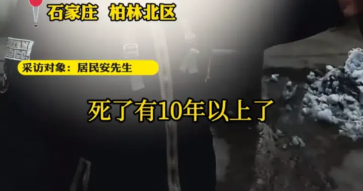 石家庄新华区一小区枯树隐患两年不能解决，居民每日承受安全隐患