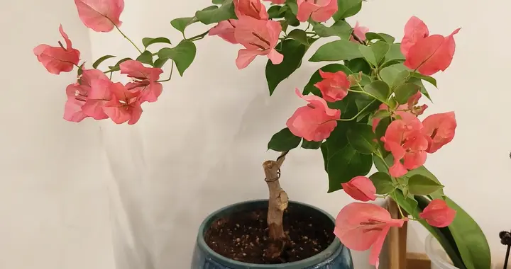 广东一女子，90天把三角梅八爪鱼养成“艺术品”，网友：造型美爆