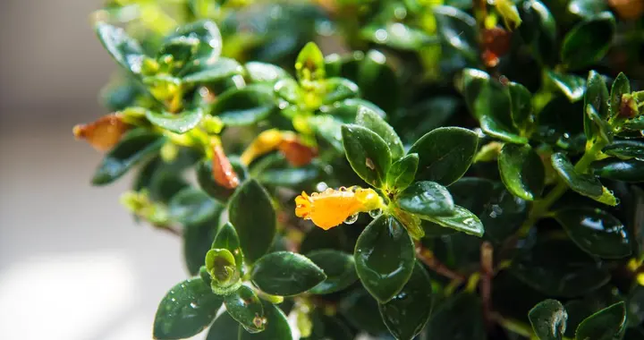 早春养金鱼吊兰，别瞎忙活！按这方法来，“金鱼花”扎堆冒