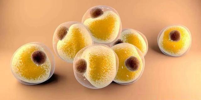 |男性自体脂肪填充局部的成活率大概有多少呢？