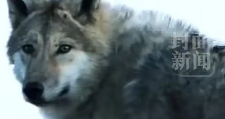时光刻度16载：我们仍在怀念那只重返山野的狼