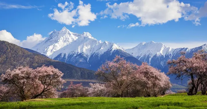 沙柳 | 又是桃花盛 —— 给无法抵达的春汛
