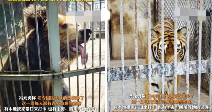 70大爷独自照顾动物园意外走火！恶心一幕却上演，官媒错失良机！