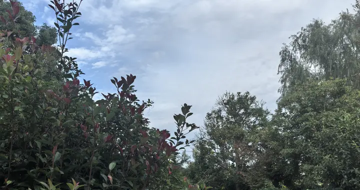 晨行漫步，邂逅身边秋景