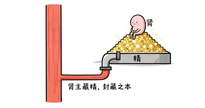 精血才是命根子，一味中成药，上可养肝，下善补肾，把精血补足！