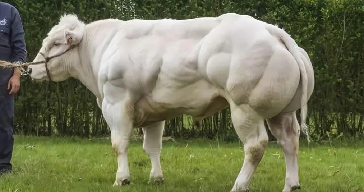 为什么牛马光吃素也能长一身腱子肉？植物都是纤维素，蛋白质在哪