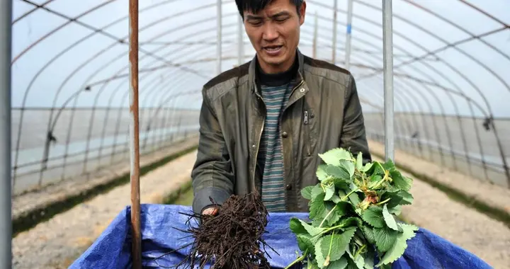 自己发酵肥料，为什么要加发酵剂和红糖？其中奥秘很多人不知道