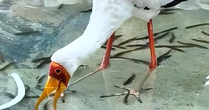 郑州一动物园黄嘴鹮鹳用脚把鱼赶到嘴边也不吃，为何会有这种行为