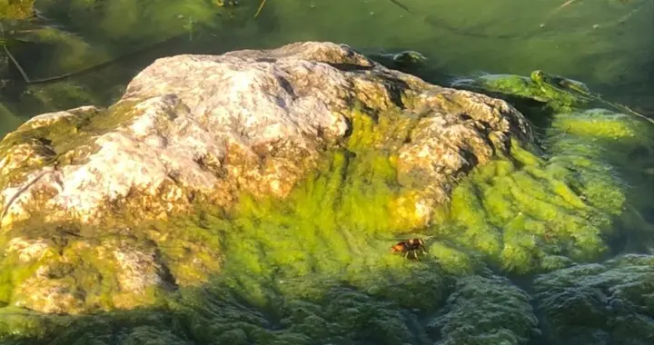 水绵危害重防除难度大？试试这5种方法，简单易学好操作效果好