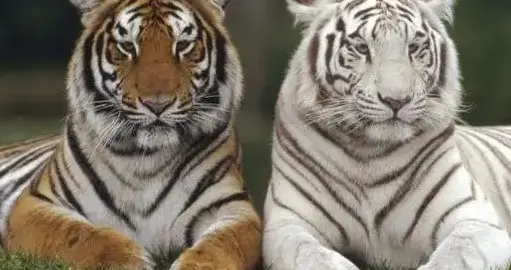 十二生肖中两个属虎的能结婚吗？婚姻是天堂还是“战场”？