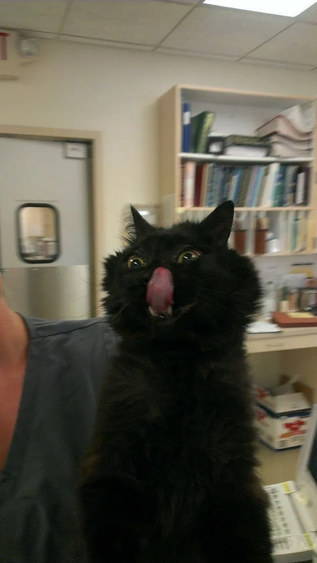 black cat