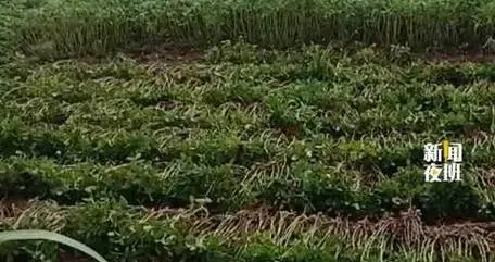广西17岁少年凌晨5点下地拔花生，辛苦干40分钟闹乌龙