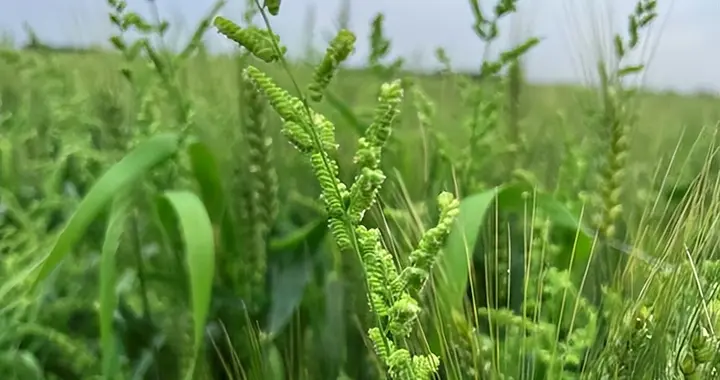 麦田杂草之菵草，雀麦，节节麦和野燕麦