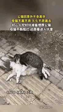 热心枫叶97：破防了！公猫惨死车库，母猫